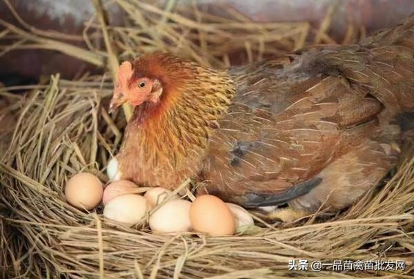 每天給雞喂點這種“餅”，土雞一天產一個蛋，體重也明顯增加