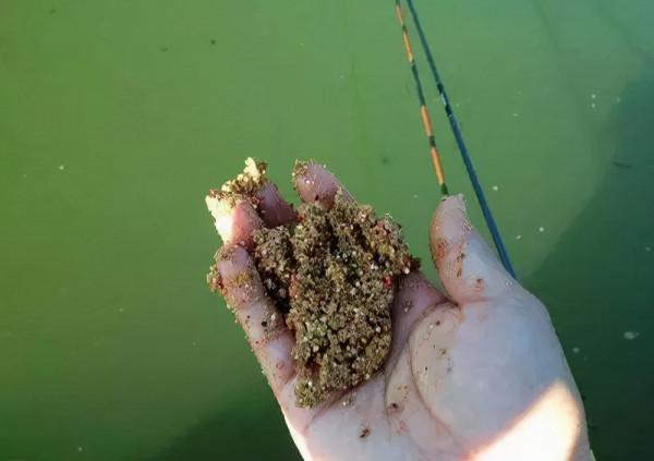 新手釣魚必備知識:如何科學合理的補窩 新手釣魚必備知識:如何科學合理的補窩