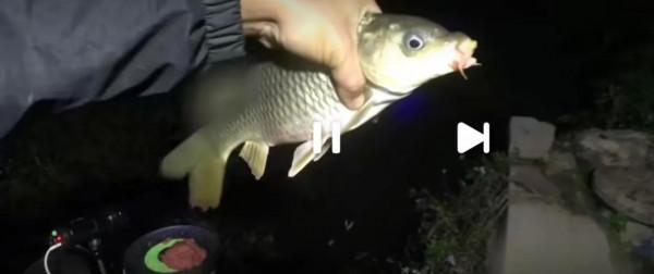 開餌加多一樣這個新增劑，沒想到大板鯽大開口，一條比一條大刺激