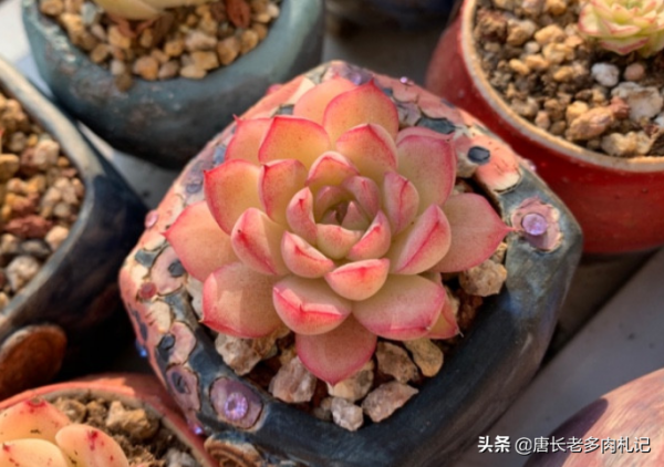 覺得一般的多肉不夠大氣？那養這6款多肉吧！養好後既大氣又美麗