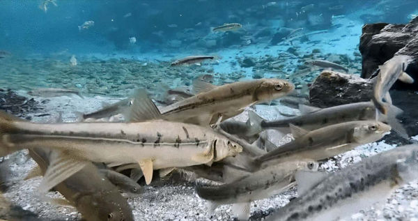 西藏羊湖8億公斤魚類氾濫成災，隨手就可捕撈，為何無人敢吃？