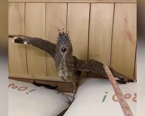 女子家中飛進不明動物，翅膀撐牆站立霸總範十足，網友：牢底坐穿獸？