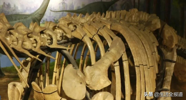 湖北出現過恐龍嗎？老虎的祖先是什麼？快來湖北地質博物館找答案吧