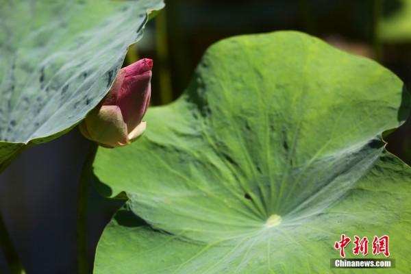 入夏荷花生 賞荷正當時 入夏荷花生 賞荷正當時