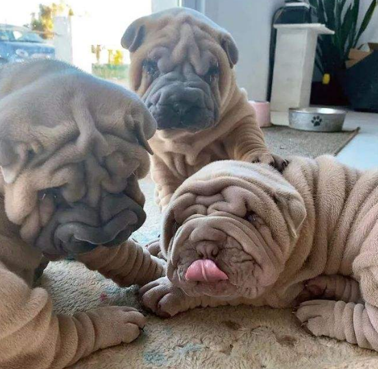 這6種名副其實的“臭狗”，誰養誰心累