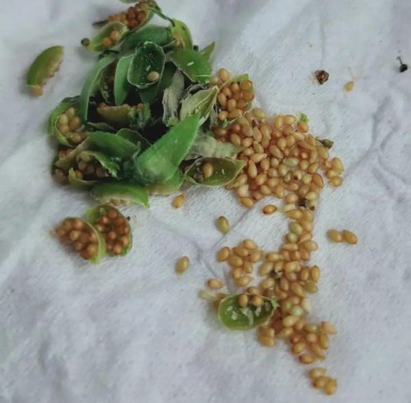 屋裡養盆“香水花”,活脫脫的“活香水”,滿屋香味還特別耐寒 屋裡養盆“香水花”,活脫脫的“活香水”,滿屋香味還特別耐寒