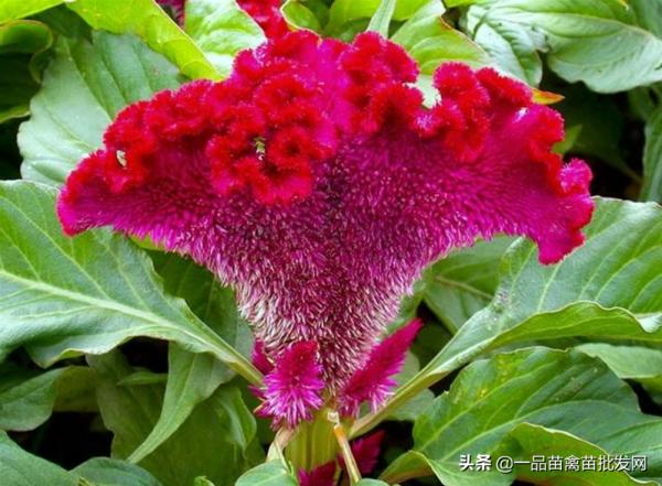 給散養土雞喂點這種“老來紅”,雞不僅產蛋多,羽毛也更紅豔光滑 給散養土雞喂點這種“老來紅”,雞不僅產蛋多,羽毛也更紅豔光滑