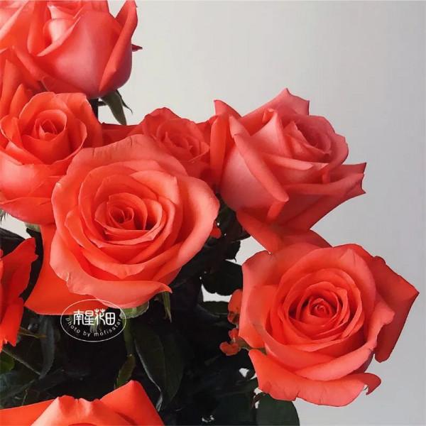 影星玫瑰 · 花堅強