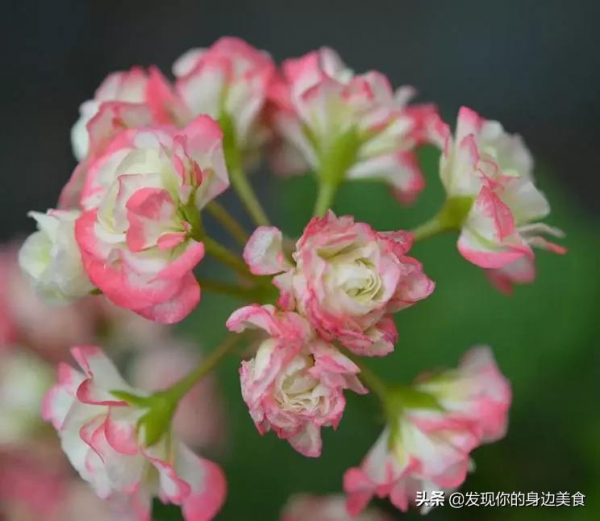 傲霜菊花奪人眼