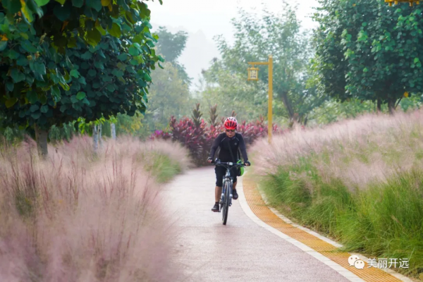 開遠粉黛亂子草浪漫盛放 宛若粉色“海洋” 開遠粉黛亂子草浪漫盛放 宛若粉色“海洋”