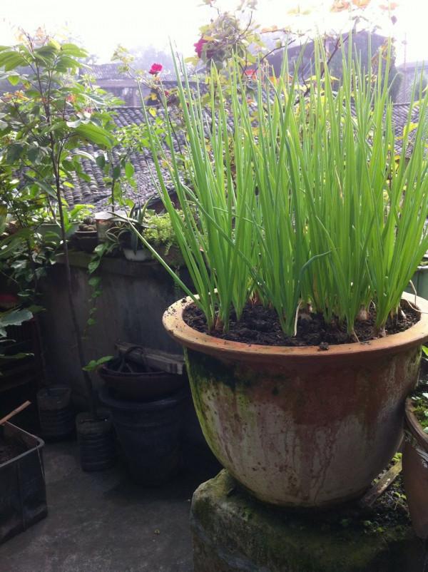 天冷了，陽臺種蔬菜，首選這8種，0度凍不死，吃一茬冒一茬