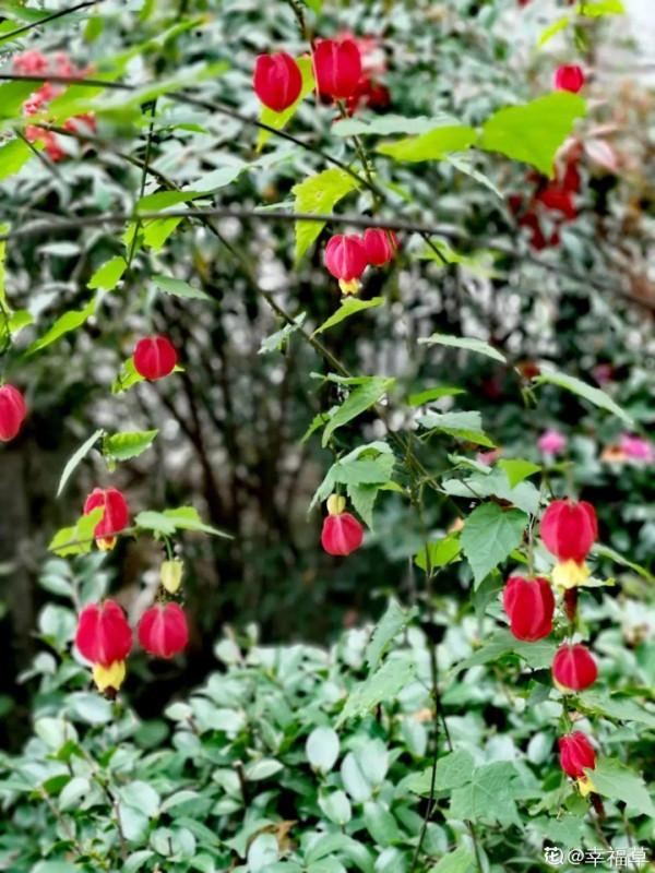 1種花俗稱“搖錢樹”,滿盆長滿小元寶,大吉大利,好看吉祥 1種花俗稱“搖錢樹”,滿盆長滿小元寶,大吉大利,好看吉祥