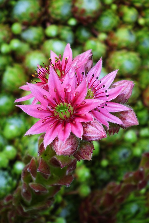 多肉植物開花，簡直美翻了