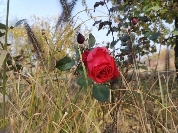 北京必去的莊園之一，你知道是哪裡嗎？