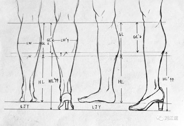 人類小腿形態研究 人類小腿形態研究
