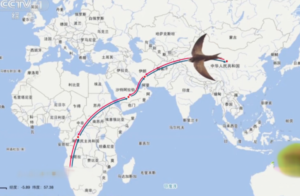 燕子每年都去南方過冬，“南方”究竟是哪？可能很多人都理解錯了