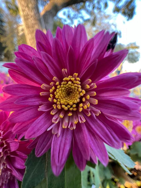 iPhone 13pro max微距確實牛X，點進來看效果