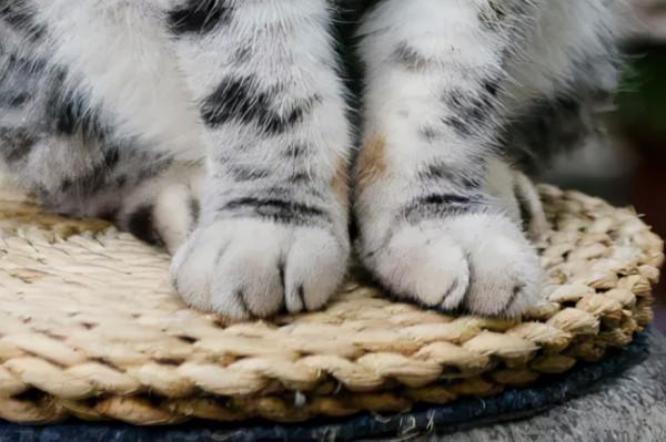 我,馬都督,是不會失寵的 我,馬都督,是不會失寵的