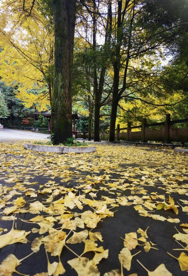 街子古鎮康道尋秋