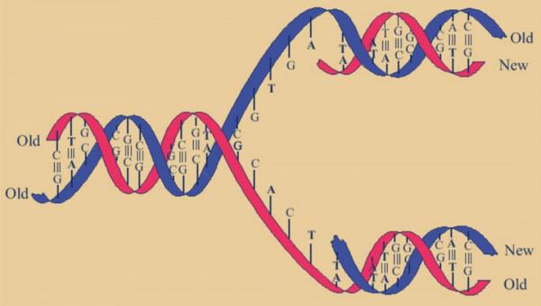 生物進化普遍選擇的是衰老，而不是永生，這究竟是為什麼？