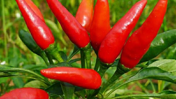 四川大叔30年只做一種小吃，三代傳承堅持古法制作，日限量20鍋