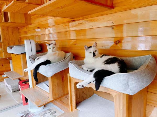 貓館長的業餘生活，大公開