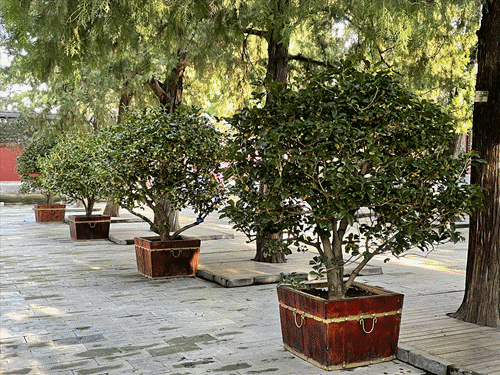 頤和園的桂花，開了！記憶裡都飄香……