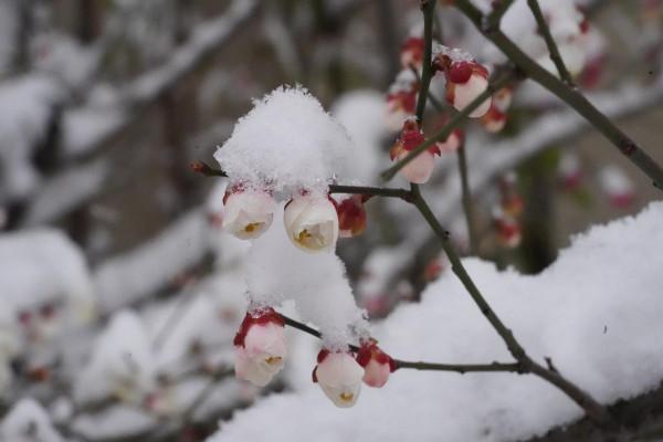 瑞雪兆豐年 願雪降疫散