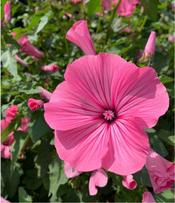 家裡養盆“銀盃花”，“曬點太陽”就銀光閃閃，爆盆開花