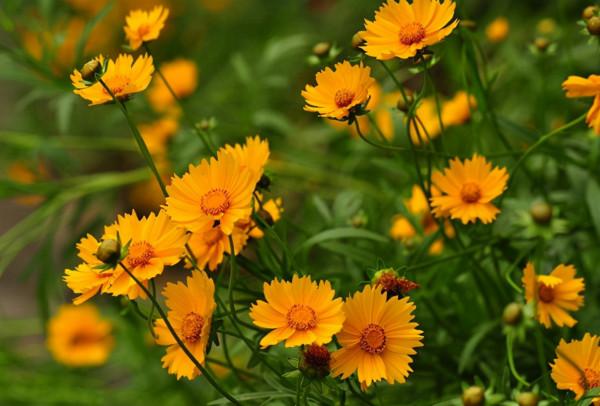 一週後，4個星座，點子多，想法多，計謀多，職場無往不勝