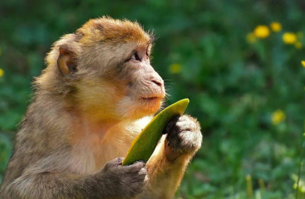 美國實驗室猴子逃出，至今仍有一隻&OpenCurlyDoubleQuote;在逃&rdquo;，警方火速提醒