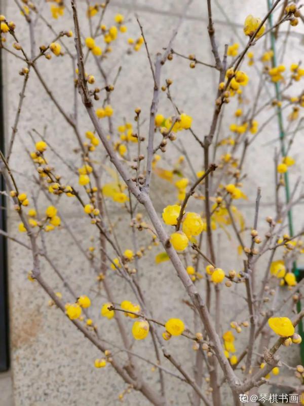 花600塊買的大花蕙蘭，掉個苞20塊錢沒了，心疼···