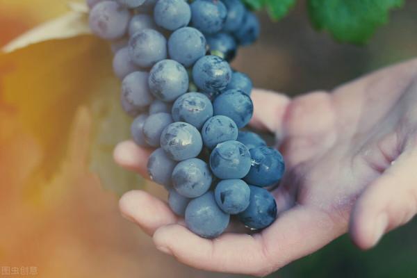 葡萄很甜,糖尿病人不能吃?她糖尿病9年常吃葡萄,血糖穩定達標 葡萄很甜,糖尿病人不能吃?她糖尿病9年常吃葡萄,血糖穩定達標