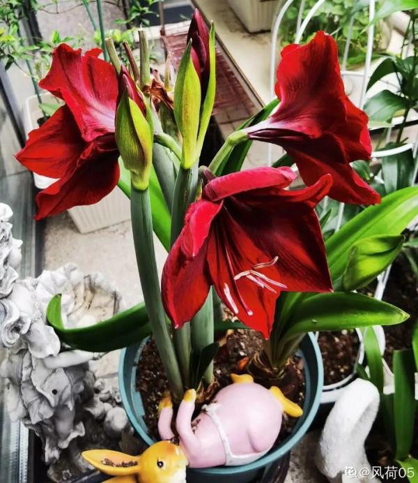 現在給花上秋肥,杆子粗、葉子密,不然冬天都凍死 現在給花上秋肥,杆子粗、葉子密,不然冬天都凍死