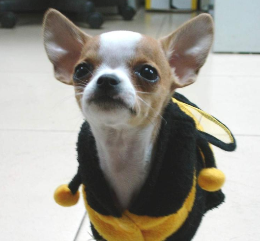 這些狗狗很“怕冷”：話不多說，冬衣趕緊安排上