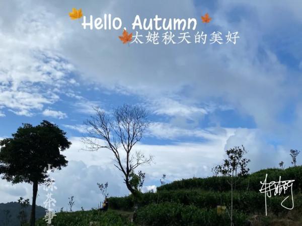 寒露節的第二天，村姑陳在生態茶園看了一晌高天上的流雲，美呆了