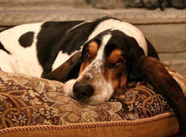 適合內向性格的10大品種寵物狗