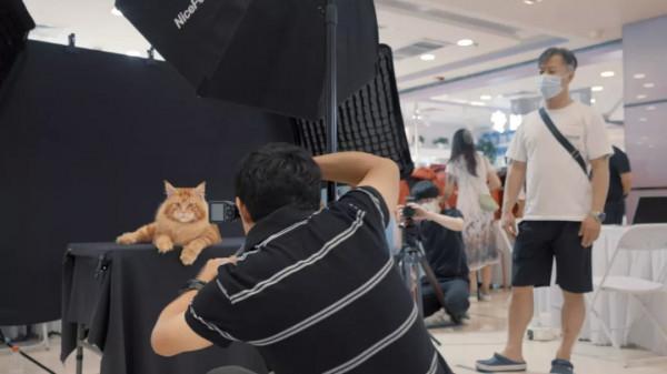 我們都在被捲入貓時代 我們都在被捲入貓時代