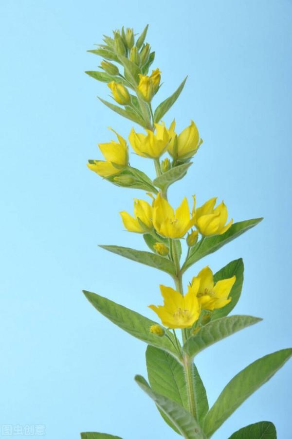 很獨特的花兒，不忍心獨享。你可能沒見過幾樣。有幾種你認識的？