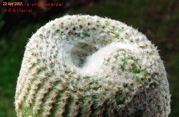 仙人球類科普之巖虎屬 仙人球類科普之巖虎屬