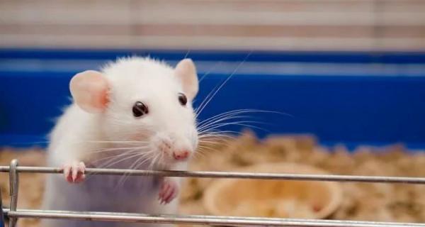 美科學家新發現:食補或不如“藥”補,變老介入有更可行的方法 美科學家新發現:食補或不如“藥”補,變老介入有更可行的方法