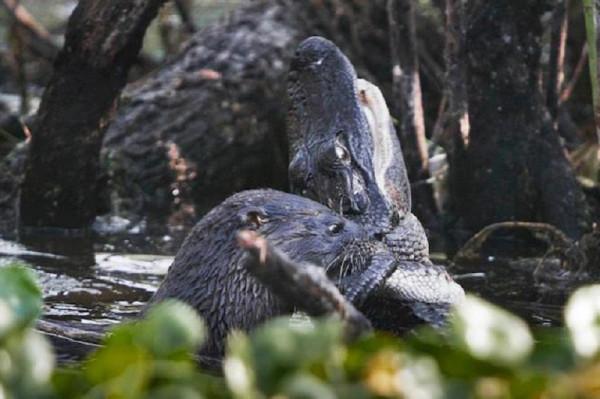 新加坡水獺圍攻英國男子險致其身亡，網友：鱷魚都被水獺吃光了？