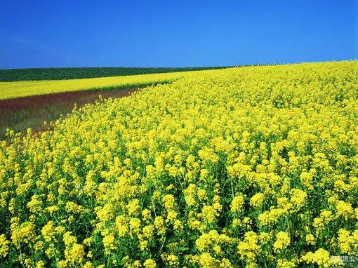分享圖片，春天來了，滿山遍野的油菜花開了