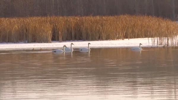 五師：改善匯河溼地生態環境 築牢野生鳥類棲息家園