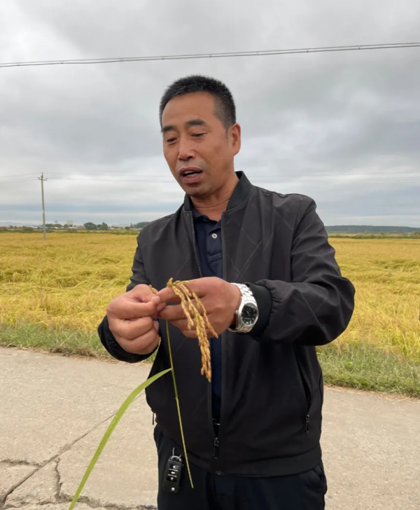 五常大米:能到國際上和泰國香米、日本越光米掰掰手腕嗎? 五常大米:能到國際上和泰國香米、日本越光米掰掰手腕嗎?