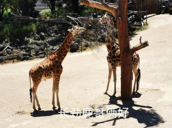 奧克蘭動物園一日遊