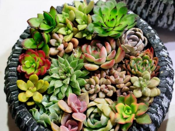 春節前逛花市，新手買花&OpenCurlyDoubleQuote;易被騙&rdquo;，避開7種花，才能不吃虧