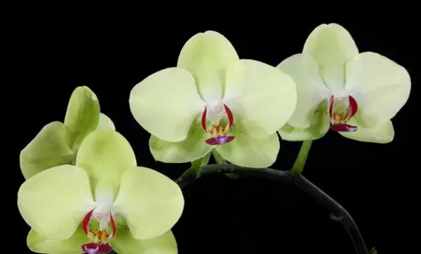 蘭花：部分種類圖鑑