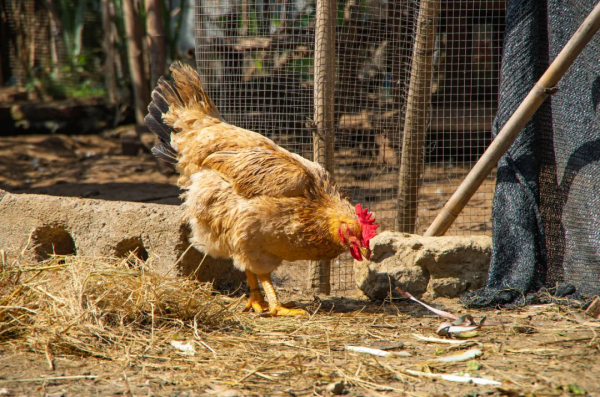 傍晚的贛州古浮橋，是我今年看過最美的畫面