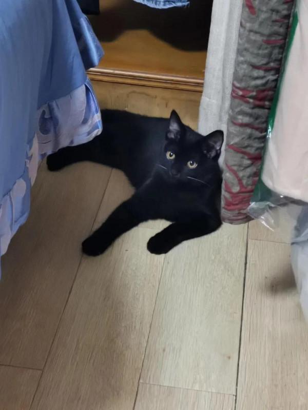 我們的毛孩子——端午 我們的毛孩子——端午